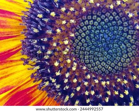 Sunflower Bloom Macro Yellow Red