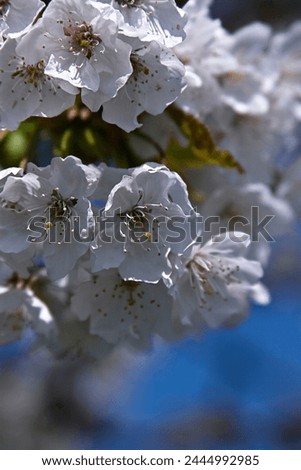 White blooming Tree in Spring
