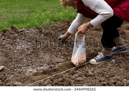 A female farmer manually plants onions in ash sprinkled, pre prepared furrows in a field on a spring day, integrating agricultural concepts with organic vegetable production and pest prevention
