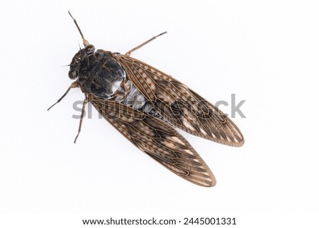 Pictures of cicadas with brown wings on a white background.
It's a cicada called a ABURAZEMI. Royalty-Free Stock Photo #2445001331