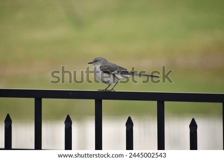 photo of mockingbird sitting on fence