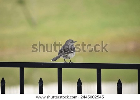 photo of mockingbird sitting on fence