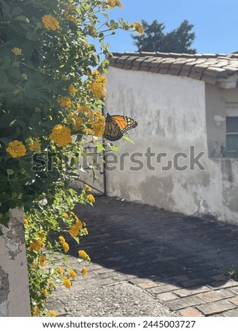 An orange butterfly perched on a vine of yellow flowers on some street of Córdoba city, Argentina