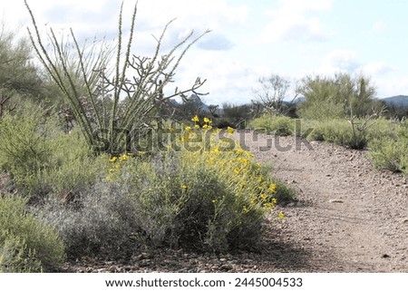 Trail in Tucson Mountain Parks with blooming brittlebush and ocotillo. Royalty-Free Stock Photo #2445004533
