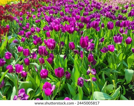 Tulipa gesneriana, the Didier's tulip or garden tulip, is a species of plant in the lily family. Royalty-Free Stock Photo #2445005817