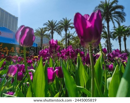 Tulipa gesneriana, the Didier's tulip or garden tulip, is a species of plant in the lily family. Royalty-Free Stock Photo #2445005819
