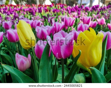 Tulipa gesneriana, the Didier's tulip or garden tulip, is a species of plant in the lily family. Royalty-Free Stock Photo #2445005821