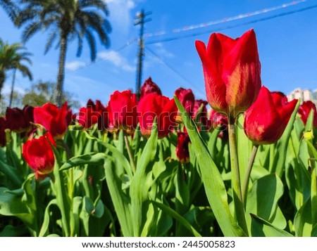 Tulipa gesneriana, the Didier's tulip or garden tulip, is a species of plant in the lily family. Royalty-Free Stock Photo #2445005823