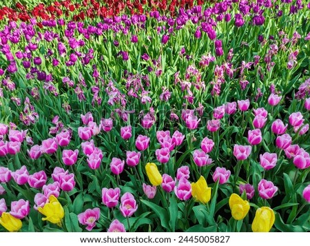 Tulipa gesneriana, the Didier's tulip or garden tulip, is a species of plant in the lily family. Royalty-Free Stock Photo #2445005827