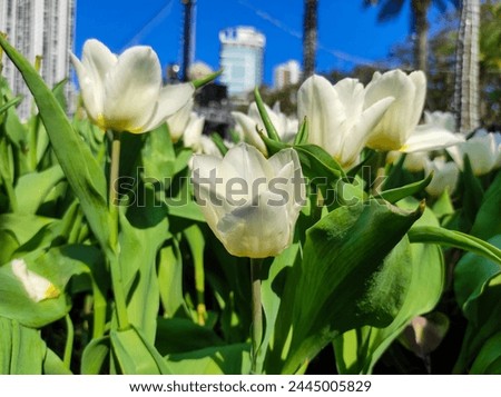 Tulipa gesneriana, the Didier's tulip or garden tulip, is a species of plant in the lily family. Royalty-Free Stock Photo #2445005829
