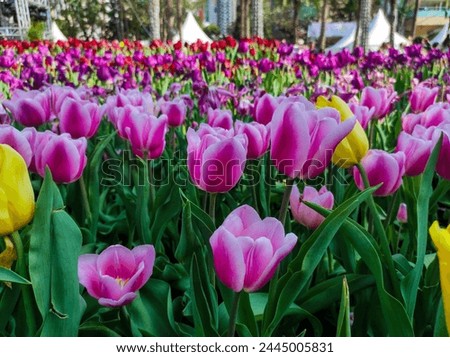 Tulipa gesneriana, the Didier's tulip or garden tulip, is a species of plant in the lily family. Royalty-Free Stock Photo #2445005831