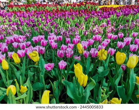 Tulipa gesneriana, the Didier's tulip or garden tulip, is a species of plant in the lily family. Royalty-Free Stock Photo #2445005833