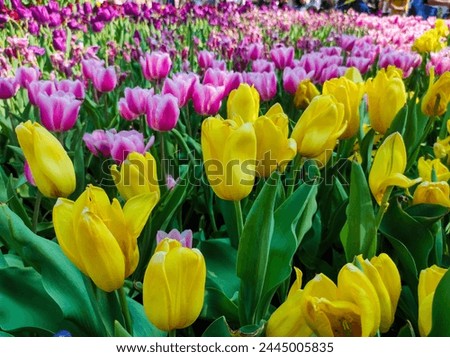 Tulipa gesneriana, the Didier's tulip or garden tulip, is a species of plant in the lily family. Royalty-Free Stock Photo #2445005835