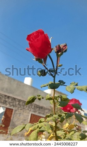 Red Rose in the Blue Sky Background 