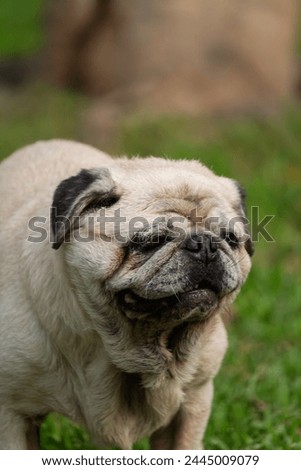 Portrait of adorable funny old pug dog with white hairs standing on green healthy grass park ground
