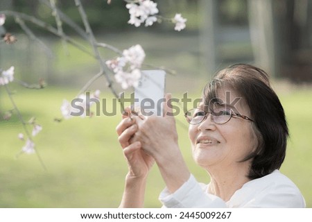 Elderly people photographing blooming cherry blossoms Images of spring trips, walks, sightseeing, etc.	