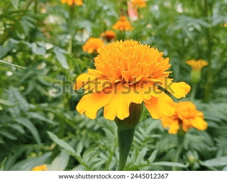 Beautiful colored marigolds bloom in the sunlight.
