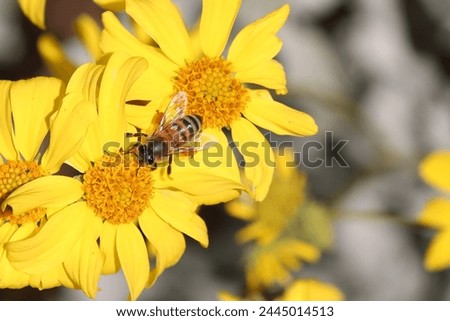 Honey bee gathers nectar from a brittlebush bloom Royalty-Free Stock Photo #2445014513