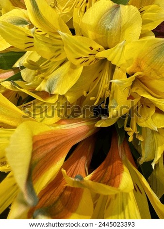 Beautiful yellow fresh flowers image