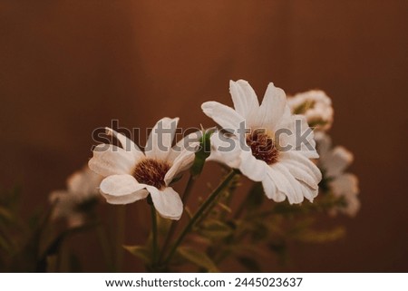 Interior photography with white flower