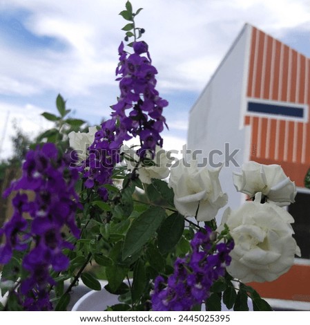 beautiful lavender flowers and white roses under a clear blue sky