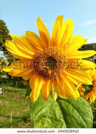 Beautiful Sunflower Shutterstock Picture and Photo Image 
