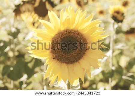 Sunflower in bloom closeup for joy in flower crop during summer season.