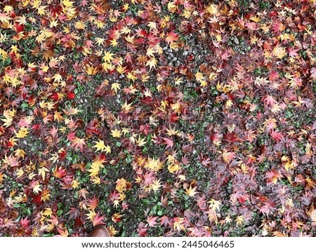 Colorful multicolor maple leaves make look like a carpet pattern on the wet ground doing a rain