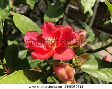 Japanese Camellia or Camellia japonica in sunny spring day in home garden. Red rose-like blooms camellia flower and buds with evergreen glossy leaves on shrub. Royalty-Free Stock Photo #2445050513