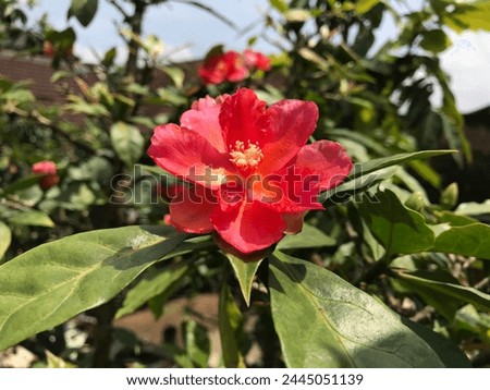 Close up japanese Camellia or Camellia japonica in sunny spring day in backyard. Red rose-like blooms camellia flower and buds with evergreen glossy leaves on shrub. Royalty-Free Stock Photo #2445051139