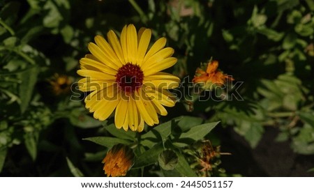 Sunflower pictures beautiful view of flower nature picture 