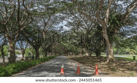 A straight paved road with white dividing line goes into the distance. Orange traffic cones in the foreground. A row of  trees on the roadsides. Tropical plants Asplenium nidus grow on the trunks. Royalty-Free Stock Photo #2445051465