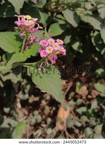 West Indian lantana (Lantana camara) is a flowering plant native to the American tropics. It's known for its vibrant clusters of flowers that vary in color from yellow and orange to pink and purple. 