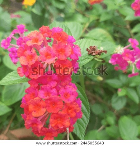 Lantana camara is a perennial, erect sprawling or scandent, shrub which typically grows to around 2 metres (6+1⁄2 feet) tall and form dense thickets in a variety of environments. Under  Royalty-Free Stock Photo #2445055643