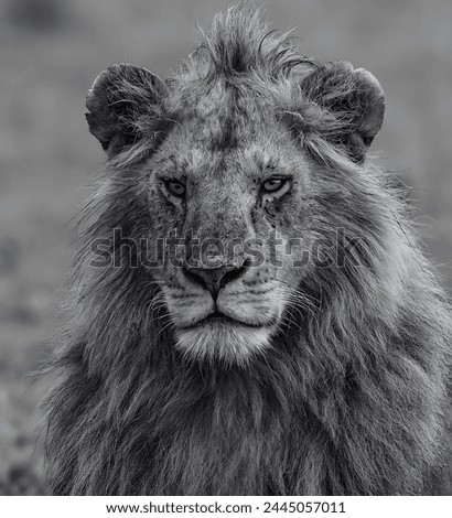 A black and white picture of a lion sitting in the middle of a forest in Africa