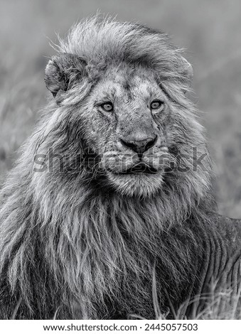 A black and white picture of a lion sitting in the middle of a forest in Africa