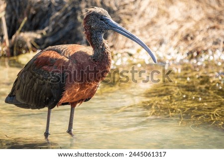 The glossy ibis, latin name Plegadis falcinellus, searching for food in the shallow lagoon. A brown ibis stands in the water on the shore of the lake. Royalty-Free Stock Photo #2445061317