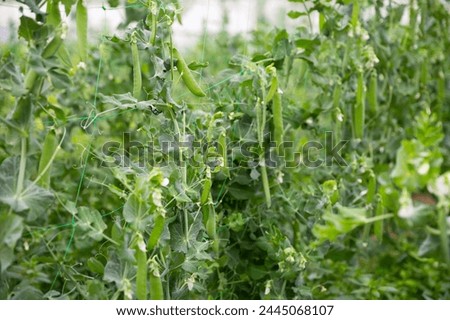 Image of seedlings of pea and soy growing in hothouse, nobody Royalty-Free Stock Photo #2445068107