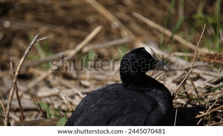 Eurasian coot (Fulica atra) basks in the spring sun on the banks of the pond. Close up view. Spring season