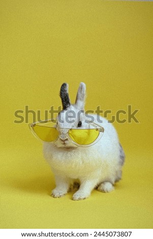 A beautiful rabbit wearing glasses, a wonderful view
