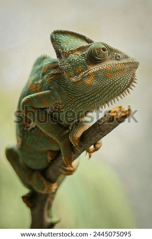 Picture of a chameleon on a branch waiting for prey