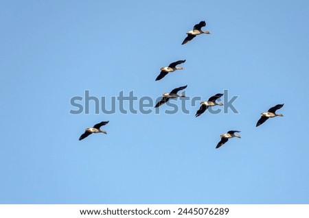 Flock of geese flying in blue sky, right, bottom, side view Royalty-Free Stock Photo #2445076289