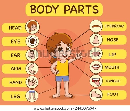 Vector Illustration of Human Body.Preschool education poster with young boy anatomy. Cheerful child and her body parts in separate pictures