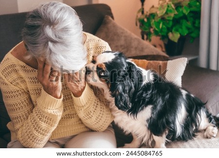 Sad senior woman sitting on sofa at home with hands on face, her cavalier king charles dog comforts her worried. Retired elderly lady and pet therapy concept Royalty-Free Stock Photo #2445084765