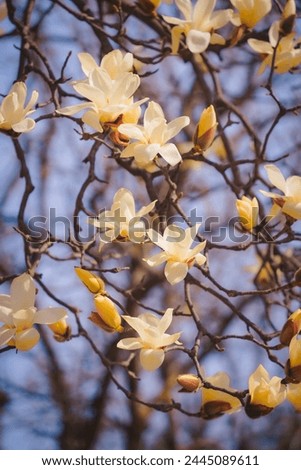 Magnolia flowers are nicknamed shrimp chips in Korea