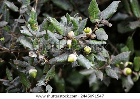 leaves and acorn of Evergreen oak or holly oak or holm oak (Quercus ilex) isolated on a natural background