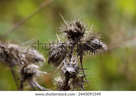 lesser or little burdock or louse-bur or cuckoo-button or wild rhubarb (Arctium minus) seed head isolated on a natural green background