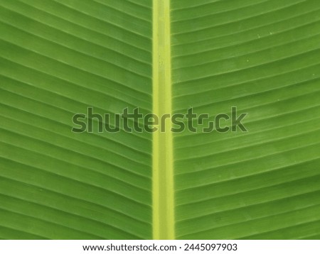 Close up of fresh green banana leaves.