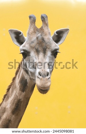 giraffe head isolated on the yellow background
