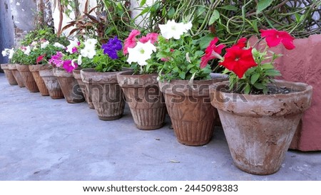Petunia Colourful Flower in Pots